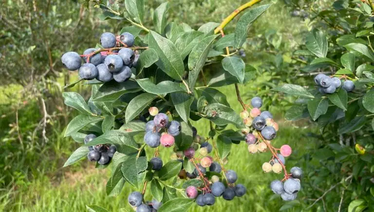 Blueberries are tiny powerhouse fruits packed with delicious nutrients!